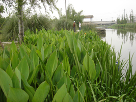 生态修复示范基地